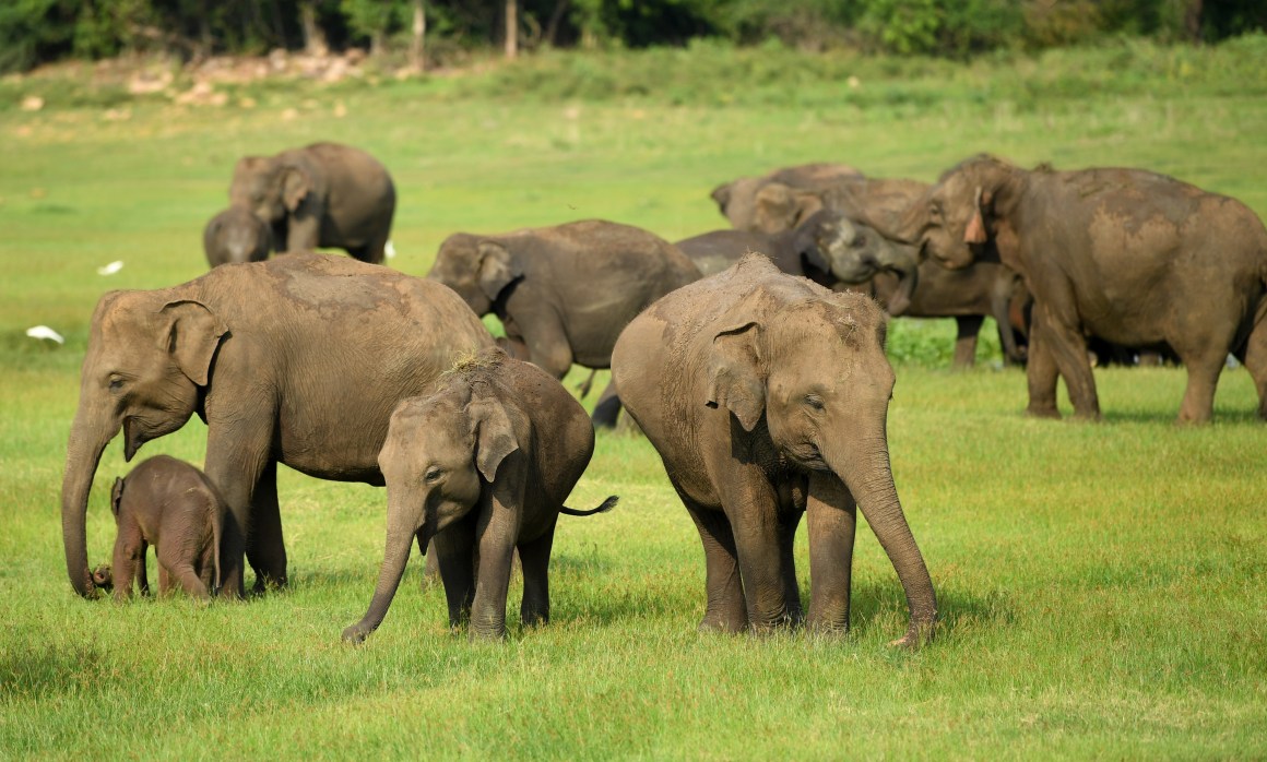 Elephants at Kaudulla National Park.