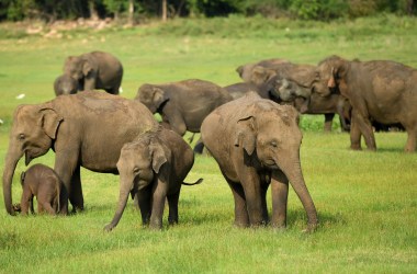 Elephants at Kaudulla National Park.