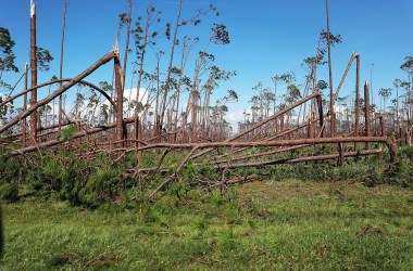 Toppled trees are seen after Hurricane Michael passed through the area on October 11th, 2018, in Mexico Beach, Florida.