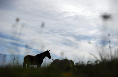 A horse grazes in a field, in Longvilliers, France.