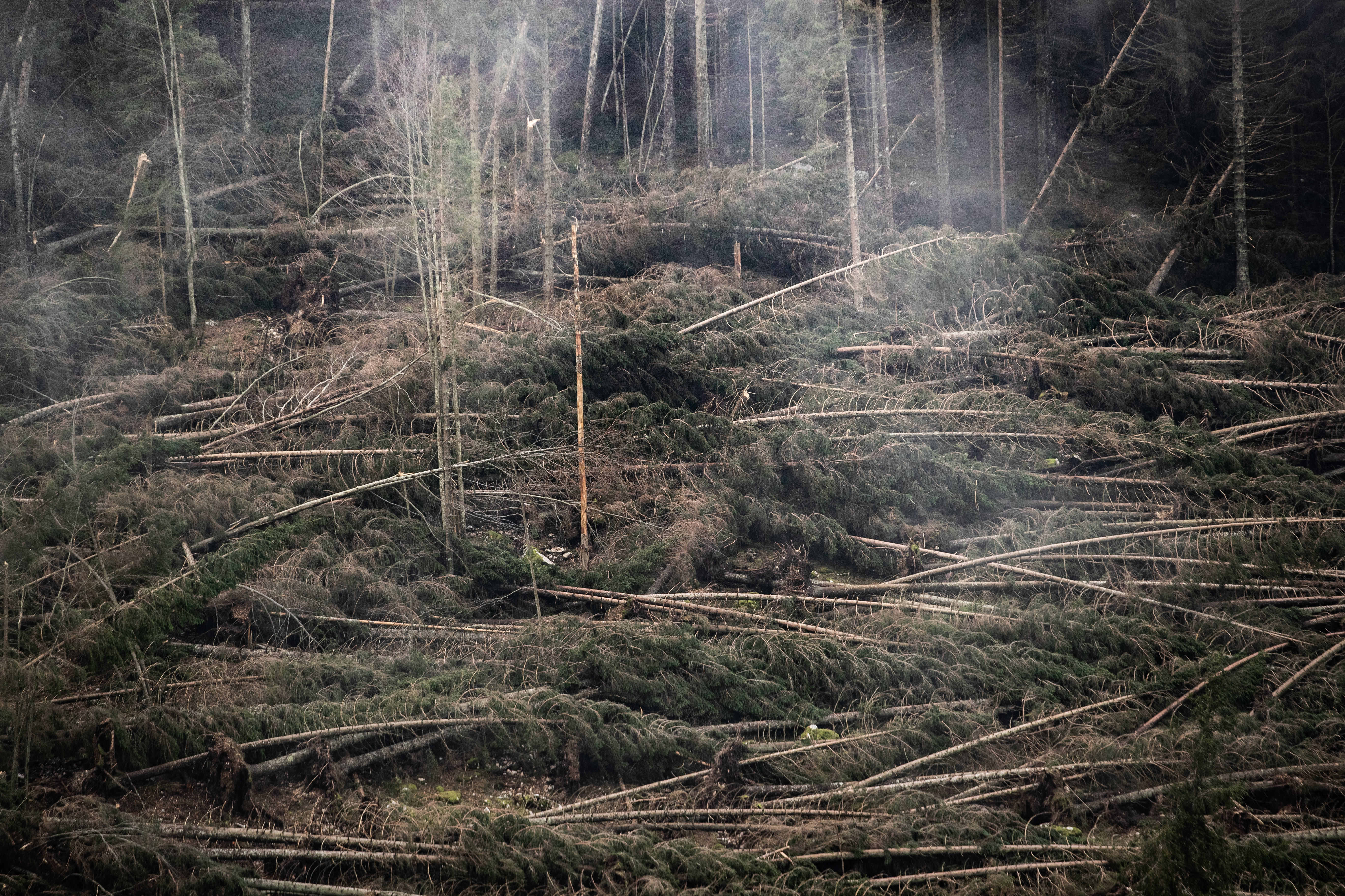 Fallen trees lie in the Marcesina Plain on November 8th, 2018, in Asiago, Italy. On Monday, October 29th, violent winds and heavy rains devastated the forests of the Asiago Plateau. Around 300,000 trees were flattened—10 percent of the woodland heritage. It will take almost a century for the forest to return to normal. The damage is also economic, because Italy already imports 80 percent of the wood it consumes. The summer of 2018 was the hottest on record in Italy.