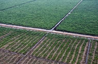 A Eucalyptus Plantation