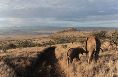 A female elephant feeds her cub in the early morning hours in Kenya's Lewa Wildlife Conservancy.