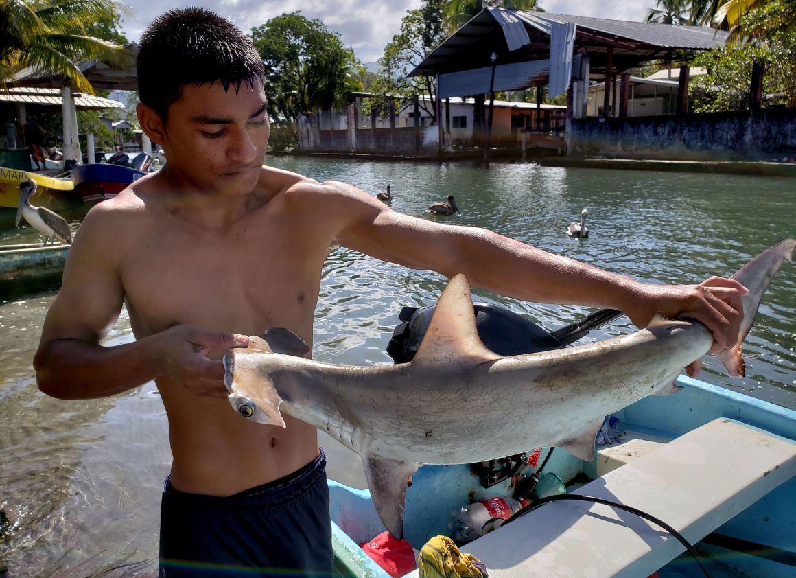 A fisherman shows a hammerhead shark caught in the Caribbean Sea.