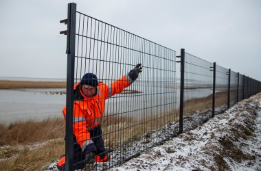 A worker installs a portion of a fence along the Danish border with Germany that is meant to stop wild boar from entering Denmark, on January 31st, 2019, near Tonder, Denmark. Danish authorities are hoping the new 70-kilometer fence will prevent a possible spread of African swine fever from Eastern European wild boar to domestic pigs. Denmark has a large pork industry, and authorities fear a possibly devastating impact should African swine fever reach Danish farms.