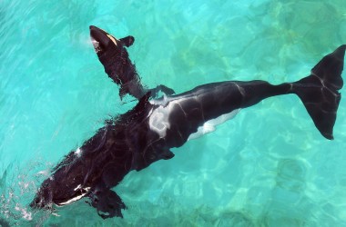 A female orca swims with her calf.