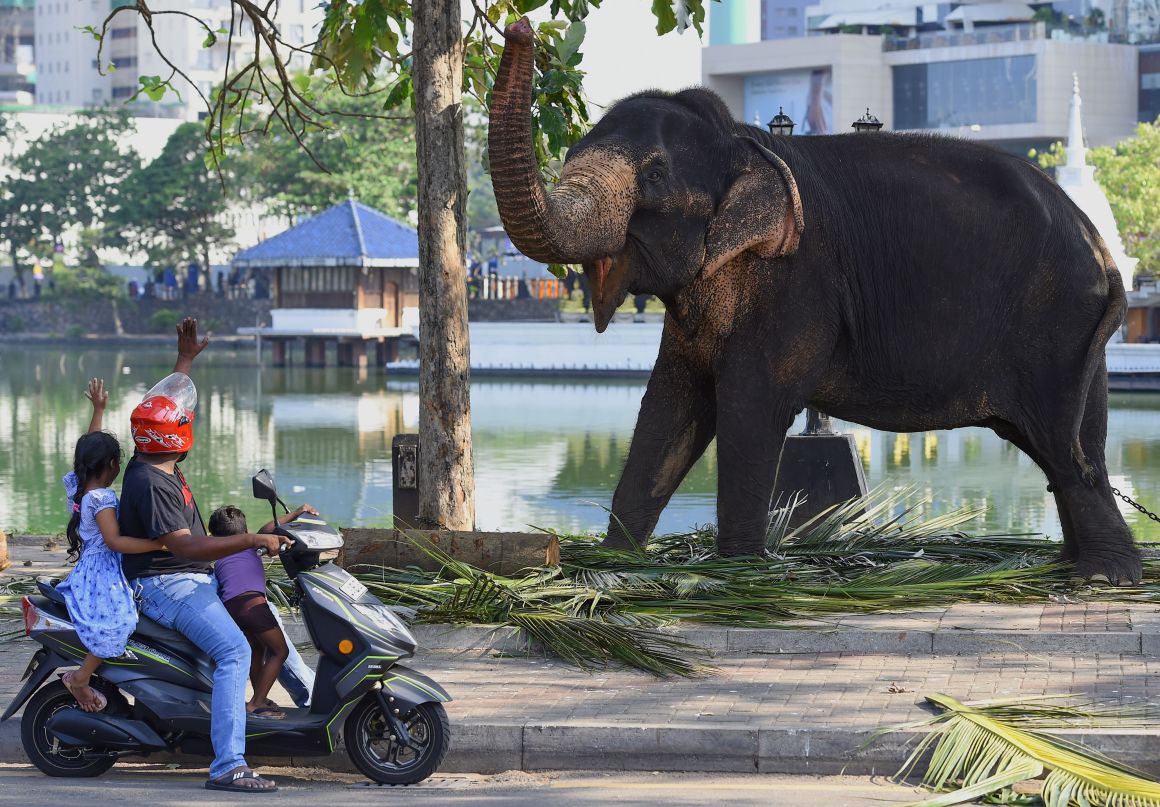 Commuters interact with an elephant as he rests on a public road ahead of the annual Navam Maha Perahera festival of the historic Buddhist Gangaramaya Temple in Colombo, Sri Lanka, on February 18th, 2019. Some 50 elephants, most of them from the central area of Kandy, along with thousands of traditional drummers, dancers, and monks, have gathered in the Sri Lankan capital to participate in the city's biggest two-day annual procession, scheduled for February 18th and 19th.