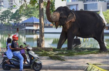 Commuters interact with an elephant as he rests on a public road ahead of the annual Navam Maha Perahera festival of the historic Buddhist Gangaramaya Temple in Colombo, Sri Lanka, on February 18th, 2019. Some 50 elephants, most of them from the central area of Kandy, along with thousands of traditional drummers, dancers, and monks, have gathered in the Sri Lankan capital to participate in the city's biggest two-day annual procession, scheduled for February 18th and 19th.