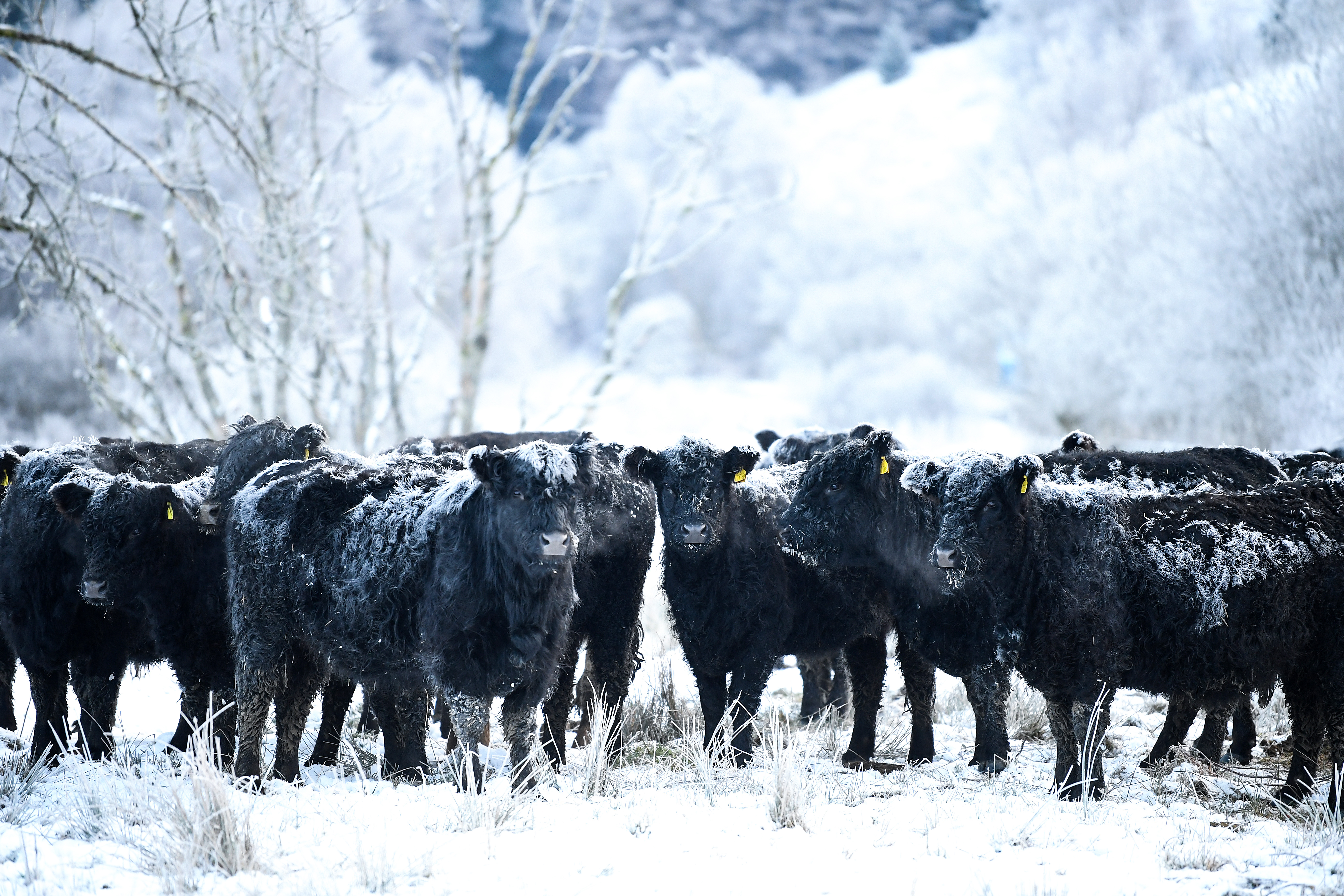 Frost forms on the back of Galloway cows on February 1st, 2019, in Crainlarich in Scotland. Temperatures plummeted to -15 degrees Celsius on the coldest night of the year.