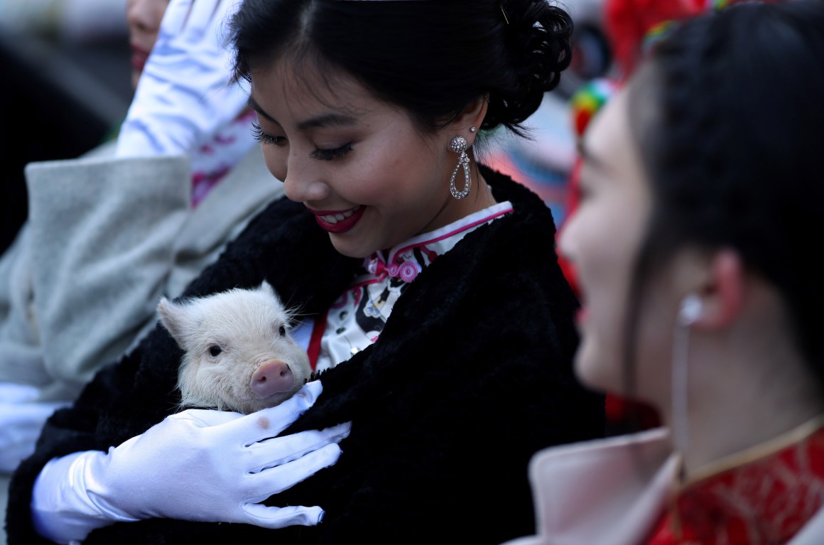 Miss Chinatown USA Jasmine Lee holds a piglet while ushering in the Chinese New Year on February 5th, 2019, in San Francisco, California. San Francisco city officials held opening ceremonies to usher in the Chinese New Year and the month-long celebration of the Year of the Pig.