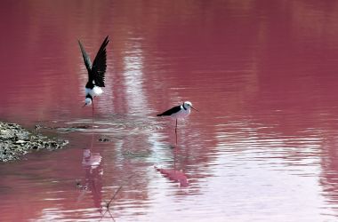 Two stilts look out over a lake that has turned a vivid pink thanks to extreme salt levels further exacerbated by hot weather, in Melbourne, Australia, on March 4th, 2019. The natural spectacle, which resembles a toxic spill, is the result of green algae at the bottom of the lake at Westgate Park reacting to the high levels of salt and producing a red pigment.