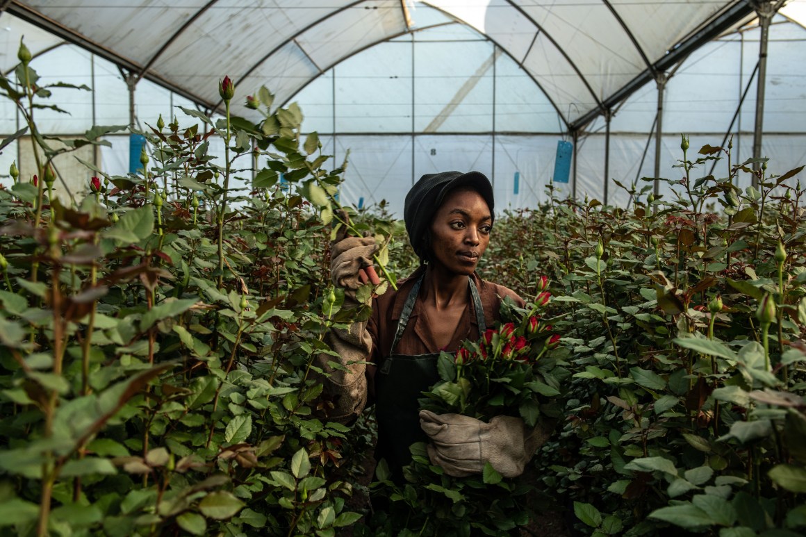 A woman picks roses inside a greenhouse at Wildfire Flowers on February 13th, 2019, in Naivasha, Kenya. Kenya accounts for 38 percent of the flower industry's market share in the European Union, according to the Kenya Flower Council, an industry group. Approximately 50 percent of its exported flowers are sold at auctions in the Netherlands, the source of most of Europe's Valentine's Day bouquets. Kenya's floriculture industry earned more than $800 million in 2017, providing employment to over 100,000 people in the country, according to industry data.