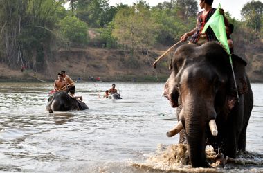 Mahouts ride their elephants in a river swimming race during the Buon Don elephant festival in Vietnam's Central Highlands in the Dak Lak province on March 12th, 2019. Locals say the race is a celebration of the much-revered animals, traditionally thought of as family members in this part of Vietnam, but conservation groups are calling for an end to the festival, which they say is cruel and outdated.