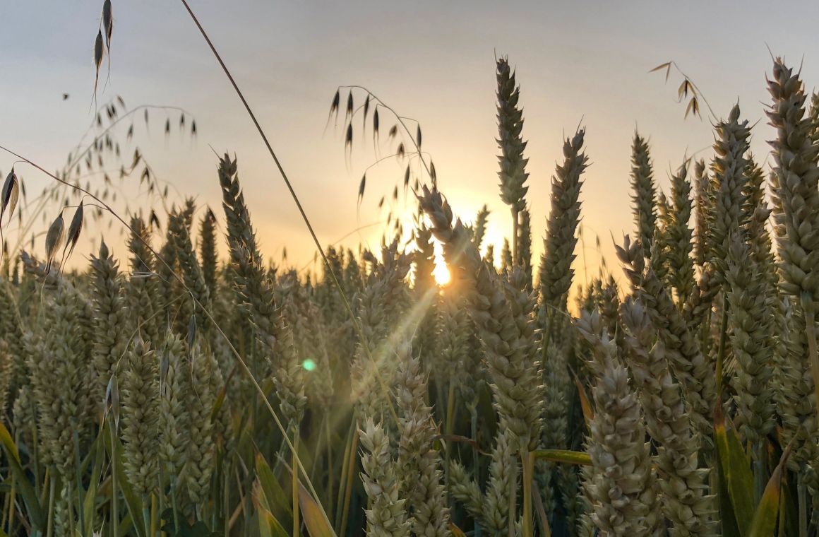 A field of wheat at sunset.