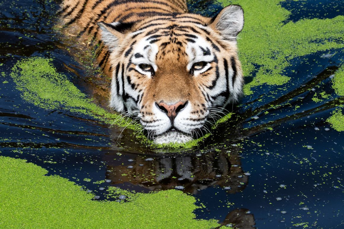 Dasha the tiger cools off in her pool at the zoo in Duisburg, Germany, during the recent European heatwave.