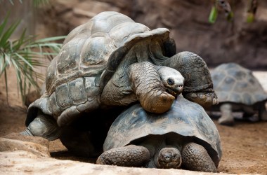 Giant Galapagos tortoises.