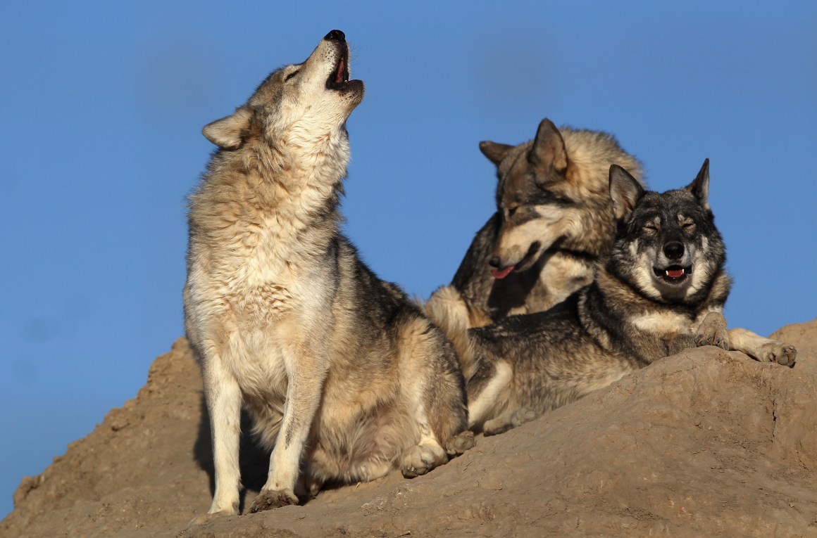 Timberline wolves lie at the mouth of their lair at The Wild Animal Sanctuary on October 20, 2011 in Keenesburg, Colorado.