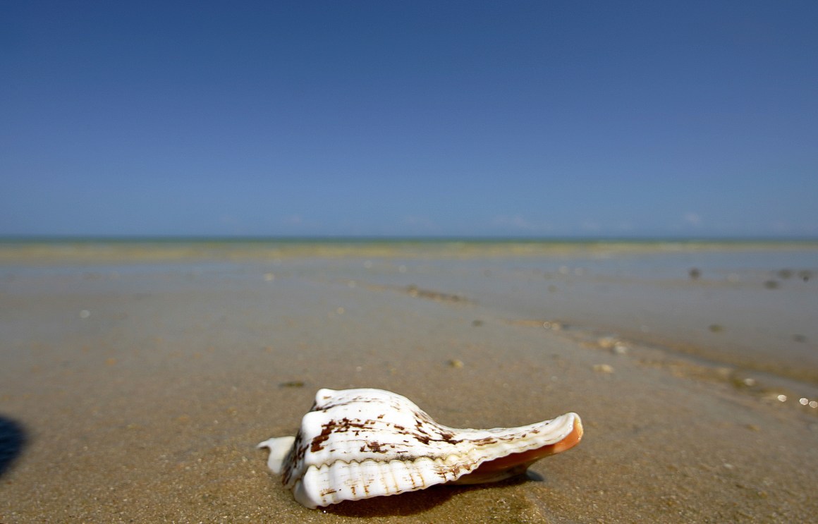 View of sea shell on a beach in Tulear, south west of Madagascar.