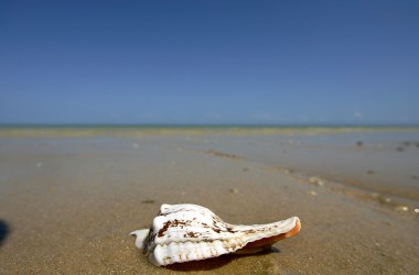 View of sea shell on a beach in Tulear, south west of Madagascar.