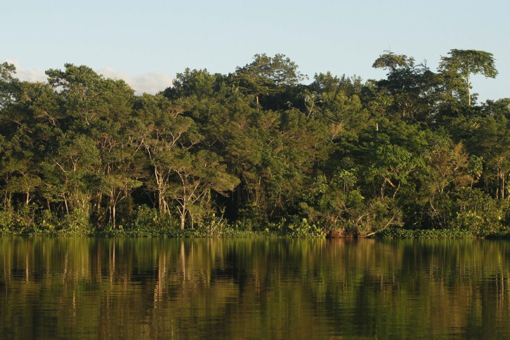 Our History With Tropical Rainforests Goes Far Deeper Than We ...