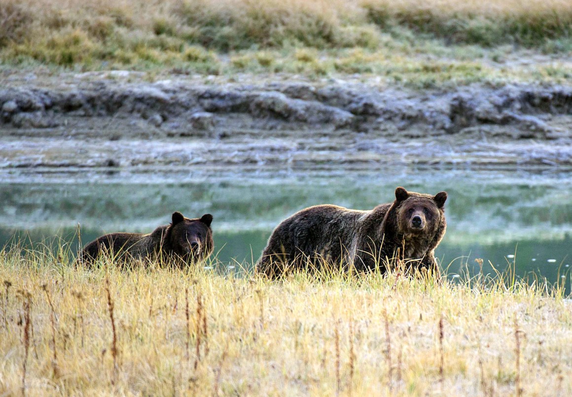 A grizzly bear mother and her cub walk near Pelican Creek in Yellowstone National Park in Wyoming.