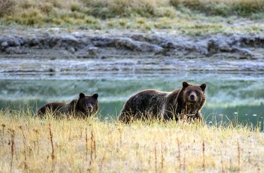 A grizzly bear mother and her cub walk near Pelican Creek in Yellowstone National Park in Wyoming.