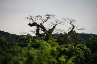 A view of the Atlantic rainforest near Salto Morato Nature Reserve, in Guaraquecaba, in the southern state of Parana, Brazil.