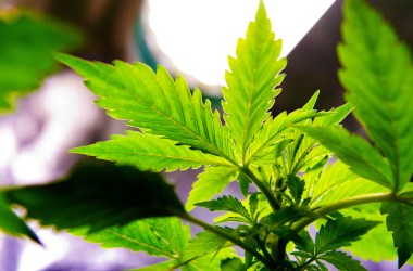 A picture shows a cannabis plant which grows in a private house in Esvres, France.