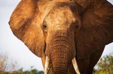 An elephant in Tsavo East National Park in southern Kenya on January 31st, 2013.