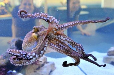 A young octopus on display.