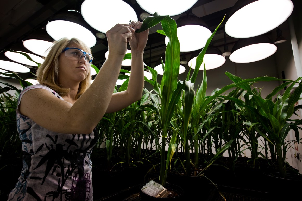 A research biologist takes tissue samples from genetically modified corn plants inside a climate chamber housed in Monsanto agribusiness headquarters in St Louis, Missouri.