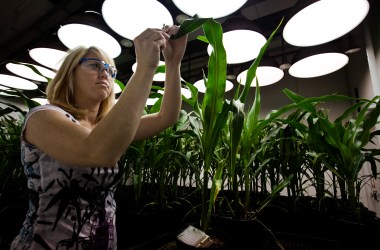 A research biologist takes tissue samples from genetically modified corn plants inside a climate chamber housed in Monsanto agribusiness headquarters in St Louis, Missouri.