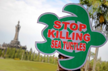 An Indonesian activist from ProFauna displays a placard that reads Stop Killing Sea Turtles during a demonstration in Denpasar on Bali island on June 19th, 2013. The activists were protesting the illegal sea turtle trade in the local market.