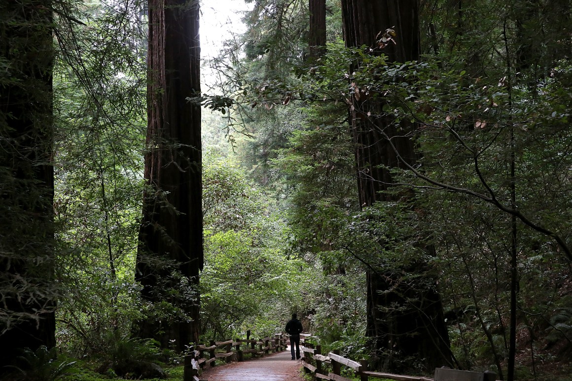 A visitor walks along a path of Coastal Redwood trees at Muir Woods National Monument.