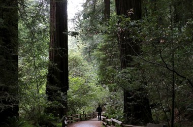 A visitor walks along a path of Coastal Redwood trees at Muir Woods National Monument.