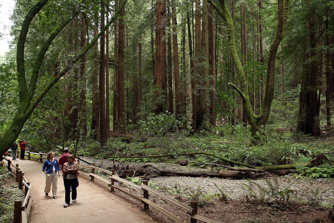 Visitors walk along a path of Coastal Redwood trees at Muir Woods National Monument on August 20th, 2013, in Mill Valley, California.