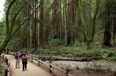 Visitors walk along a path of Coastal Redwood trees at Muir Woods National Monument on August 20th, 2013, in Mill Valley, California.