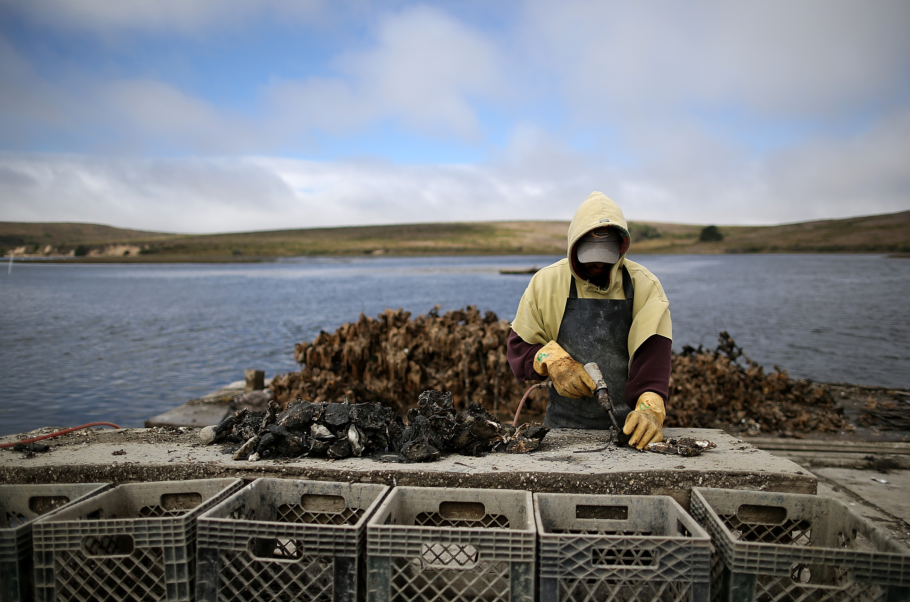 An oyster fisherman uses a power tool to break apart freshly harvested oysters near Point Reyes National Seashore, California.