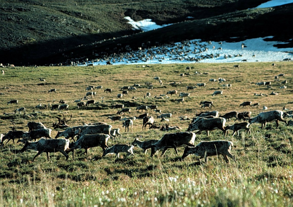 Caribou graze in the Arctic National Wildlife Refuge in Alaska, managed by the U.S. Fish and Wildlife Service.