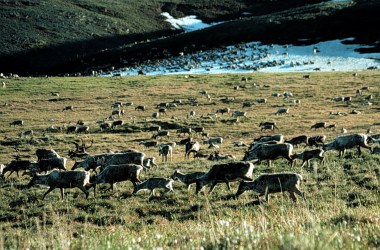 Caribou graze in the Arctic National Wildlife Refuge in Alaska, managed by the U.S. Fish and Wildlife Service.