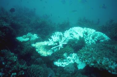 A damaged section of the Great Barrier Reef off Australia's northeastern coast.