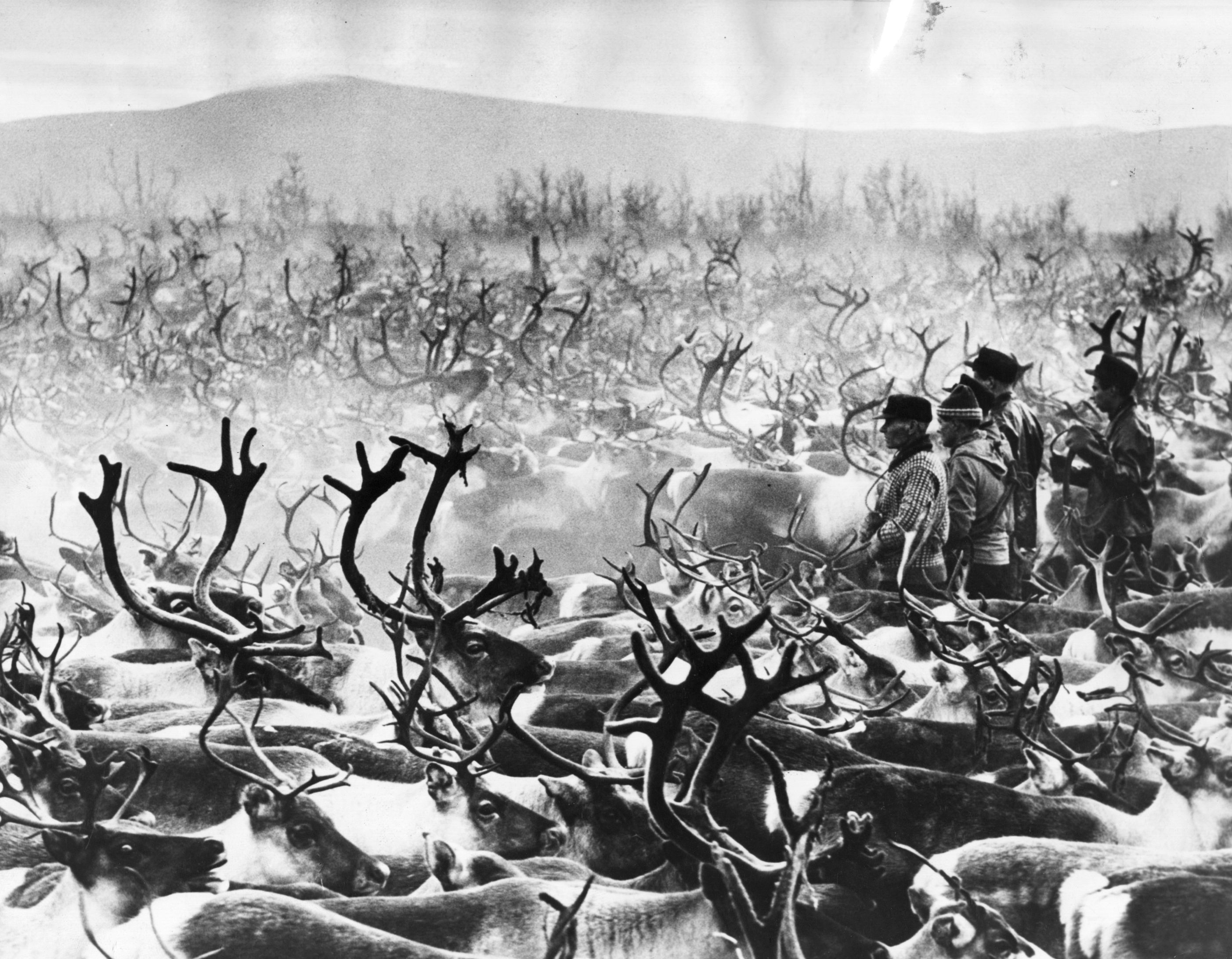 A vast herd of reindeer is rounded up on a ranch in Lapland on January 15th, 1969.