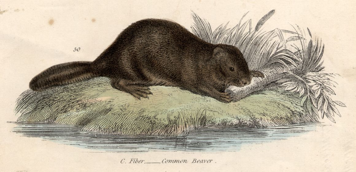 Illustration of a beaver, c. 1800.