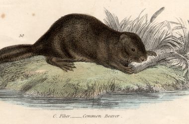 Illustration of a beaver, c. 1800.