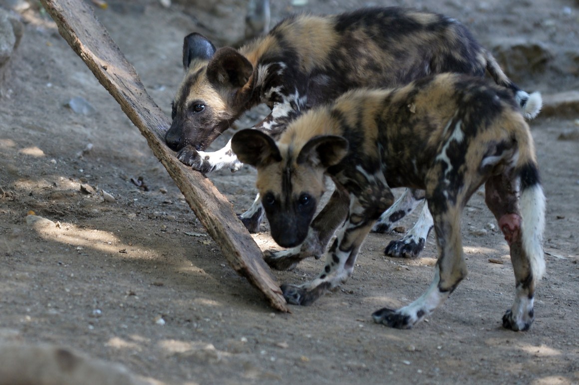 Young African wild dogs also called Lycaon pictus, are pictured on August 25th, 2014, at the Bioparco of Rome.