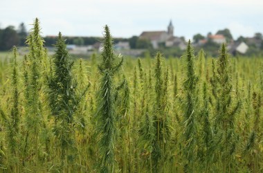 Hemp plants.