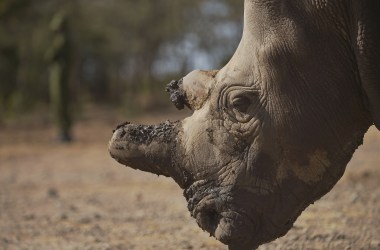 Rhino; Endangered Species; Conservation; Wildlife