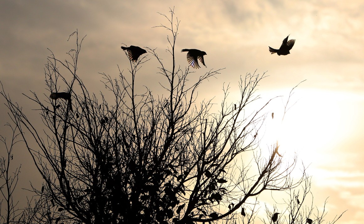 A flock of birds flies over a tree near the West Bank city of Nablus.