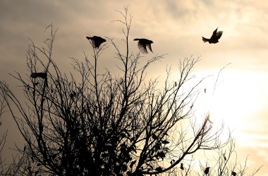 A flock of birds flies over a tree near the West Bank city of Nablus.