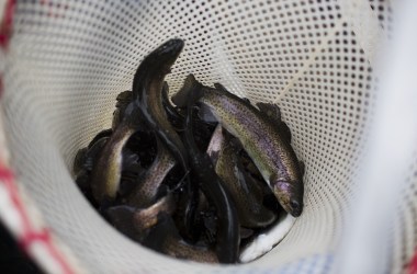 Rainbow trout caught in a net.